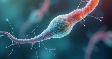 paternal age affects sperm rna